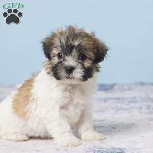 Cynthia, Teddy Bear Puppy
